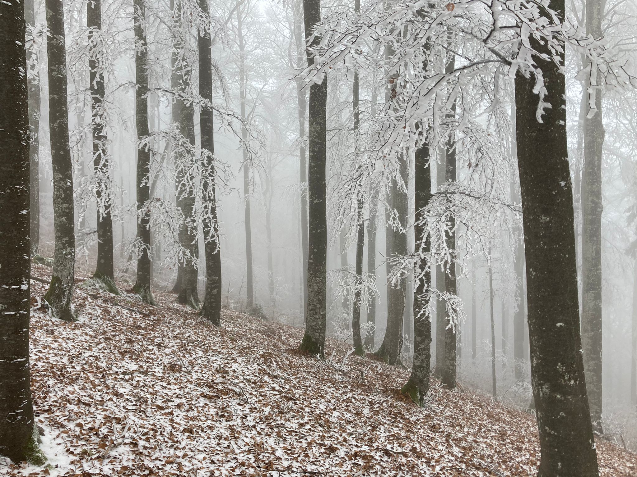 Wald Winter